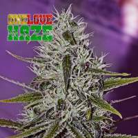 One Love Haze by Little Pepe Feminised Seeds